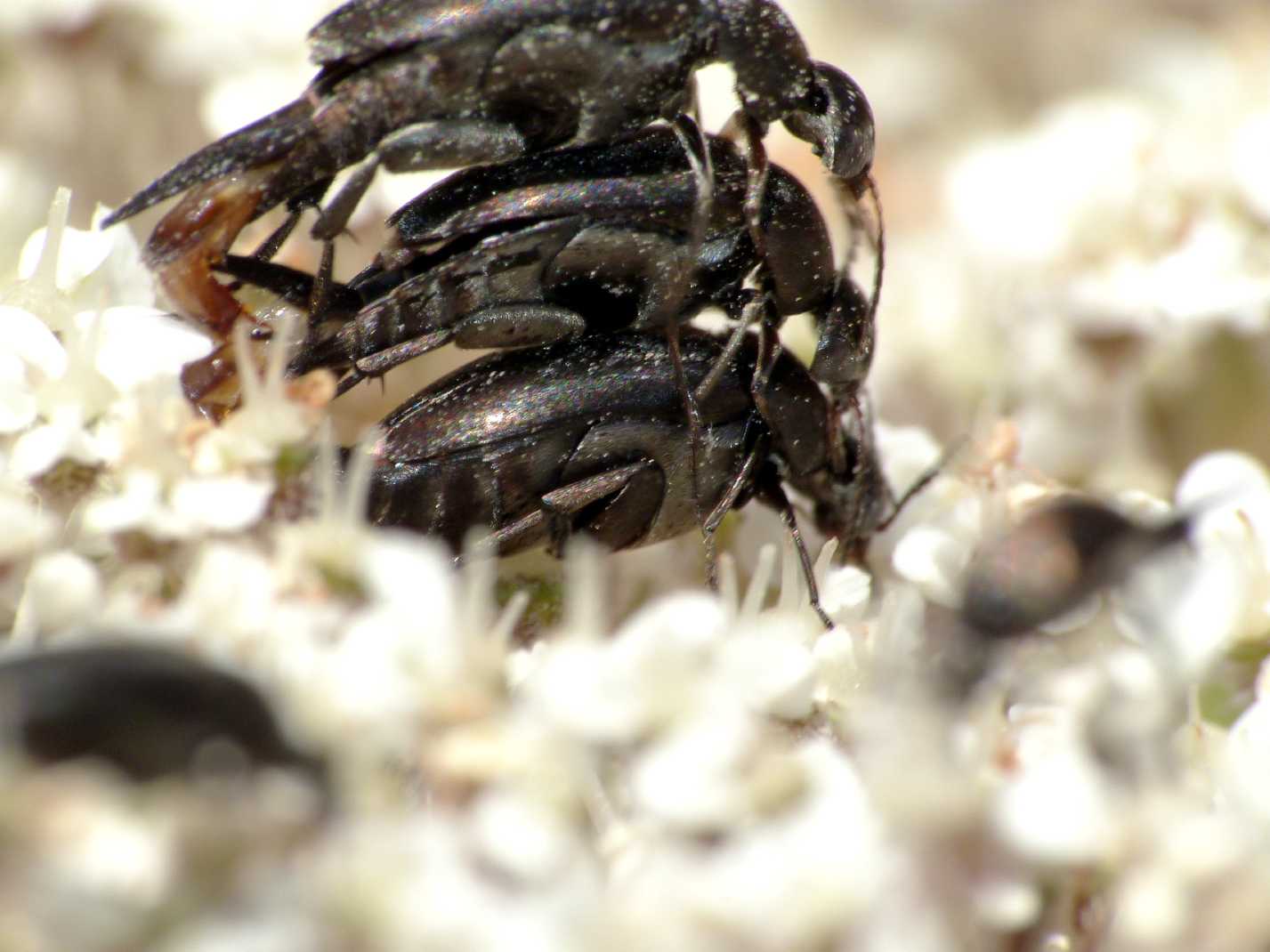 Mordellidae: ci sono fiori dove si rimorchia e altri no ....